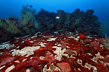 Gathering of Knobby Star Starfish (Pentaceraster cumingi) on sandy ground in front of a reef, Cousin Rock, UNESCO World Heritage Site, Galapagos archipelago, Ecuador, Pacific Ocean