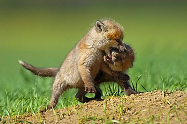 Red Fox (Vulpes vulpes) puppies playing