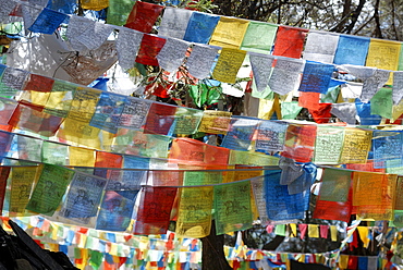 Colorful Tibetan prayer flags with printed prayers and Mandalas in the woods of the monastery Ringa, Yuennan, Eastern Tibet, China, Asia