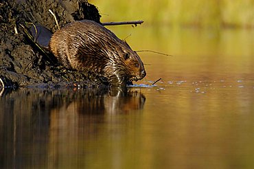 Beaver (Castor canadensis)