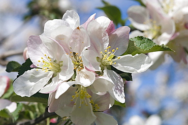 Apple blossom, Nalles, Merano country, Trentino, Alto Adige, Italy, Europe