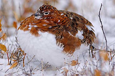 Willow Ptarmigan (Lagopus lagopus)