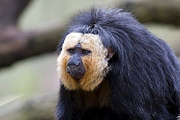 White-faced- or Golden-faced- or Guianan Saki (Pithecia pithecia), Monkey Zoo, Apenheul, Netherlands, Europe