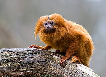 Golden Lion Tamarin or Golden Marmoset (Leontopithecus rosalia), Monkey Zoo, Apenheul, Netherlands, Europe