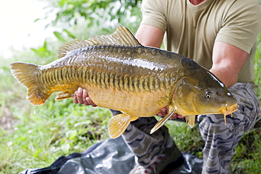 Freshly caught mirror carp (Cyprinus carpio MORPHA noblis), North Tyrol, Austria, Europe