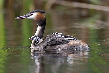 Great Crested Grebe (Podiceps cristatus) swimming with hatchling on its back, Vulkaneifel, Germany, Europe