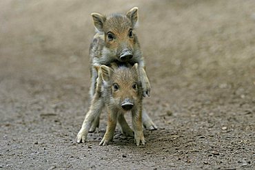 Two Wild Boar (Sus scrofa) shoats playing, Daun Zoo, Vulkaneifel, Germany, Europe