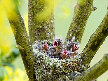 Chaffinch young (Fringilla coelebs) calling from their nest, Gillenfeld, Vulkaneifel, Germany, Europe