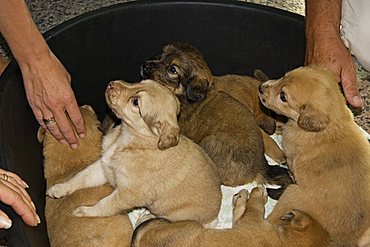 dog-pups in a plastic-basin