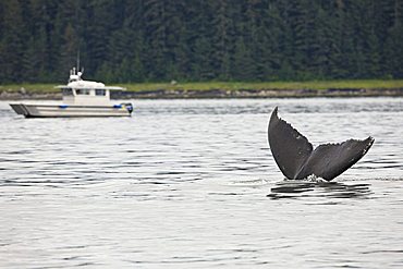 Humpback Whale, fluke (Megaptera novaeangliae), Baleen Whales, Alaska's Inside Passage, Alaska, USA