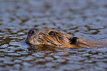 Beaver (Castor canadensis) portrait