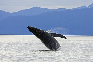 Humpback Whale breaching (Megaptera novaeangliae), Baleen Whales, Alaska's Inside Passage, Alaska, USA