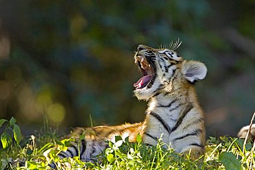 Young Siberian Tiger (Panthera tigris altaica) yawning, Siberia, Asia, zoo