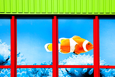 Clown fish in the window of a store of the Fressnapf Tiernahrung GmbH company Neutraubling GmbH, Bavaria, Germany, Europe