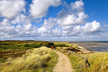 Braderup heath, Braderup, Sylt, North Frisia, Schleswig-Holstein, Germany, Europe