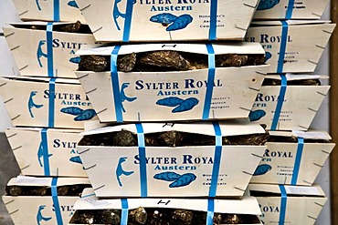 Boxed Sylter Royal oysters, Dittmeyer's Austern-Compagnie, List, Sylt Island, North Frisia, Schleswig-Holstein, Germany, Europe