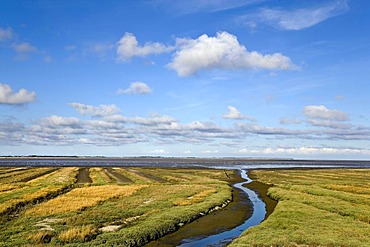 Salt marsh near Norddorf, Amrum, North Frisia, Schleswig-Holstein, Germany, Europe