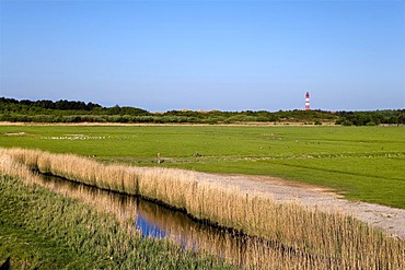 View from Steenodde towards the lighthouse, Amrum, North Frisia, Schleswig-Holstein, Germany, Europe