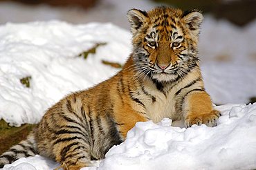 Sibirian Tiger (Panthera tigris altaica) young one in snow