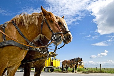 Horse-drawn carriage, Hallig Hooge, North Frisia, Schleswig-Holstein, Germany, Europe