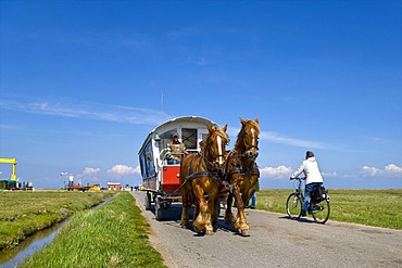 Horse-drawn carriage, Hallig Hooge, North Frisia, Schleswig-Holstein, Germany, Europe