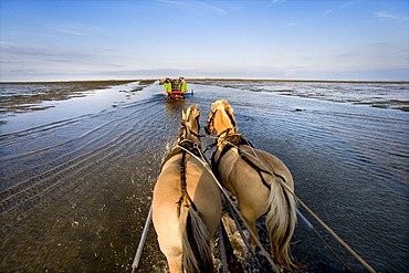 Ride with a horse-drawn carriage from Nordstrand beach to Hallig Suedfall, North Frisia, Schleswig-Holstein, Germany, Europe