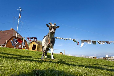 Goat in a garden, Hallig Hooge, North Frisia, Schleswig-Holstein, Germany, Europe