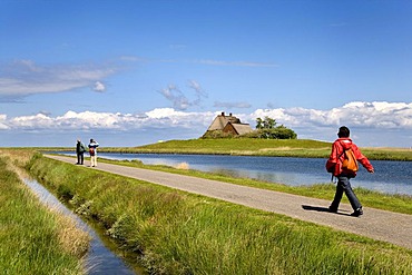 Pedestrian in front of Kirchwarft dwelling mound, Hallig Hooge, North Frisia, Schleswig-Holstein, Germany, Europe