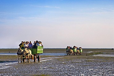 Carriage ride from Fuhlehoern to Hallig Suedfall, Nordstrand, North Frisia, Schleswig-Holstein, Germany, Europe