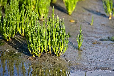 Saltwort in the Wadden Sea, Sylt island, North Friesland, Schleswig-Holstein, Germany