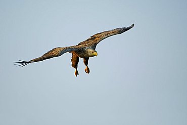 White tailed eagle (Haliaeetus albicilla) hunting