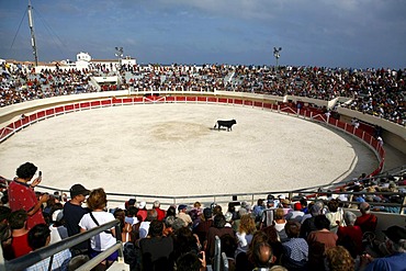 Bullfighting arena in Saintes-Maries-de-la-Mer, Camargue, Southern France, France, Europe