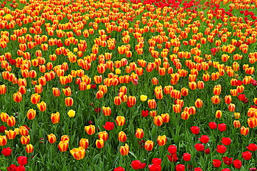 Blooming tulips (Tulipa)