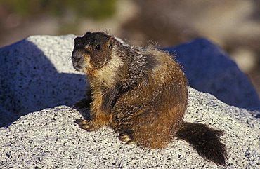 Marmot (Marmota) in the Yosemite National Park, California, America, United States