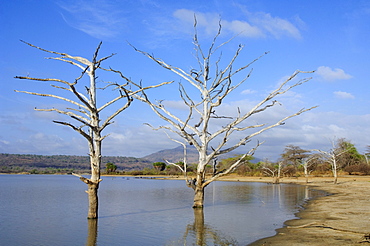 Lake Tagalala with dead trees, Selous Game Reserve, Tanzania, Africa