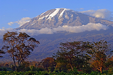 Kilimanjaro, 5895m, 19340 feet, view from Mweka Road in Moshi, Tanzania, Africa