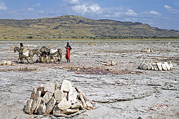 Soda extraction at Lake Natron, donkeys of the Maasai transport the salt slabs to the lake shore, Tanzania, Africa