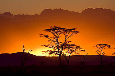 Sunset with silhouette of Acacia trees at Seronera Serengeti, Tanzania, Africa