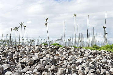 Empty coconut (Cocos nucifera) shells after copra had been removed dumped in a plantation infected with the Yellowing Disease, Quelimane, Mozambique, Africa