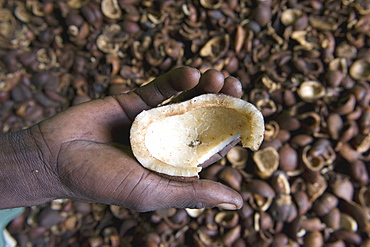 A hand holding a piece of copra, the dried meat or kernel of a coconut, Quelimane, Mozambique, Africa