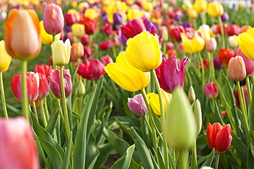 Tulip field (Tulipa)