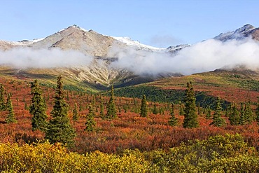 Denali National Park in autumn, Alaska, USA, North America