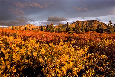 Denali National Park in autumn, Alaska, USA, North America