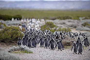 Magellanic penguins (Spheniscus magellanicus), Monte Leon National Park, Rio Gallegos, Patagonia, Argentina, South America