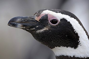 Magellanic penguin (Spheniscus magellanicus), Monte Leon National Park, Rio Gallegos, Patagonia, Argentina, South America