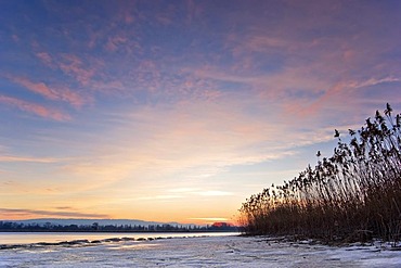 Frozen lake, red evening light, Reed (Phragmites communis), Lake Constance, Markelfingen, Radolfzell, County of Constance, Baden-Wurttemberg, Germany, Europe