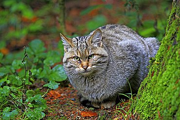 Wild cat (Felis sylvestris), enclosure zone of the Nationalpark Bayerischer Wald Bavarian Forest National Park, Bavaria, Germany, Europe