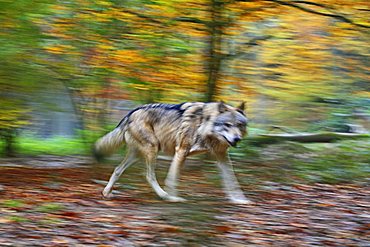 Wolf (Canis lupus) in motion, motion blur, enclosure at the Tierpark Weilburg zoo, Weilburg, Hesse, Germany, Europe