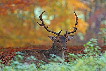 Fallow Deer (Dama dama) in an autumnal forest, Tierpark Weilburg Zoo, Hesse, Germany, Europe