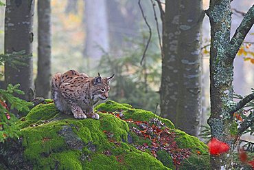 Eurasian Lynx or Northern Lynx (Lynx lynx) crouched on a rock, enclosure area, Bavarian Forest National Park, Bavaria, Germany, Europe